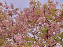 -天适樱花悠乐园