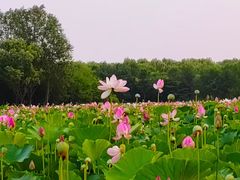 -东郊湿地公园