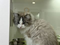 -青奢宠物·青奢猫舍