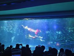 -海合安成都极地海洋公园