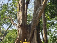 -中国科学院西双版纳热带植物园