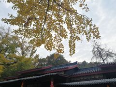 -千年银杏谷文化旅游区