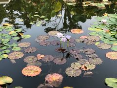 -国家植物园南园