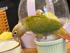 -吾叁·吉趣鸟咖(万科店)
