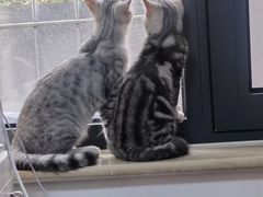 -纳吉亚猫专科动物诊疗中心(蒋宅口分院)