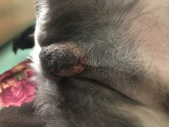 -纳吉亚猫专科动物医院博雅分院