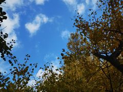 -上海共青森林公园