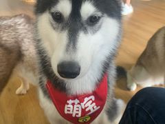 -Husky Go! 哈士奇体验馆·宠物咖啡厅狗咖