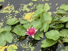 -莲花池公园