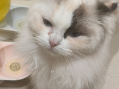 -藏猫猫咖啡主题馆(中央大道店)