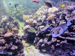 -迪拜水族馆及水下动物园