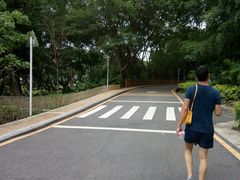 -银湖山郊野公园-相思林