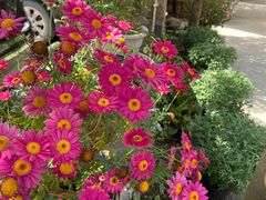 -凤来栖·净庭院·火锅(欧尚店)