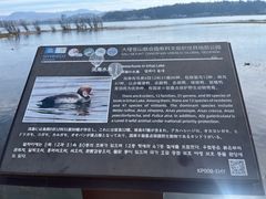 -洱海月湿地公园
