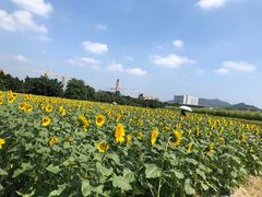 -光明小镇欢乐田园
