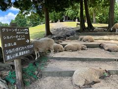 -神户市立六甲山牧场