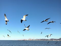 -悦海公园