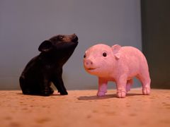 小豬豬-WHEN PIGS FLY当猪飞