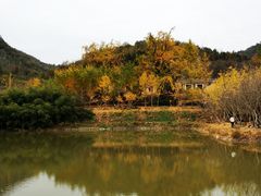 -千年银杏谷文化旅游区