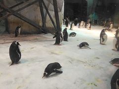 -大连圣亚海洋世界