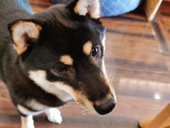 -豆柴町-柴犬主题狗咖(红鼎国际C座店)