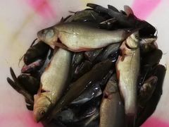 -谭记石锅鱼府(三道堰店)