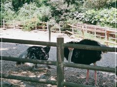-贵州森林野生动物园