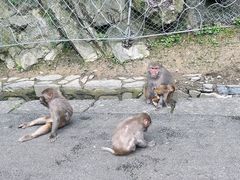 -黔灵山公园
