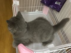 -喵zoo家庭繁育猫舍(尖东智能花园店)
