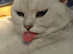 -伟伟宠物医院·CT影像中心·瑞派犬猫综合性门诊(汉口总院)