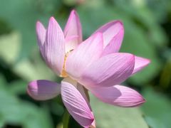 -北纬44度·金珠花海休闲农业旅游景区