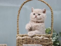 -威克特披萨汉堡