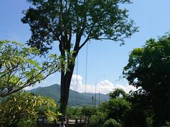 景点-大树秋千