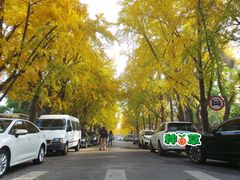 -三里屯东五街银杏大道