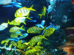 -太平洋海底世界