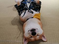 -逗柴咖啡屋·狗咖猫咖宠物桌游