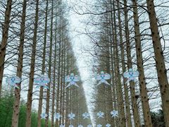 -黄海国家森林公园