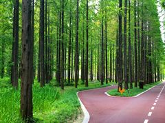 -黄海国家森林公园