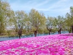 -羊亭河湿地公园