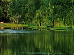 -上海共青森林公园