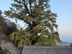 -竹子庵公园