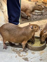 -Zoolung Zoolung动物主题公园(海信广场店)