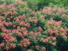 -莲花山公园