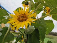 -光明小镇欢乐田园