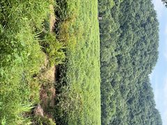 -中国茶叶博物馆(双峰馆区)