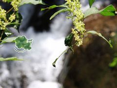 -藏龙百瀑风景区