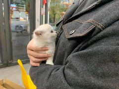 -帕帕拉兹宠物(亚洲旗舰店)