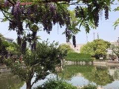 -嘉定紫藤园