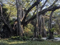 -瑞丽独树成林风景区