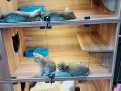 -猫十亿·布偶金渐层·曼基康矮脚猫舍(青年路店)